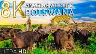 Amazing Wildlife of Botswana 2 in 8K TV HDR 60FPS ULTRA HD | 8K BEAUTIFUL NATURE | RELAXATION MUSIC