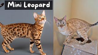 12 Things to Know Before Getting a Bengal Cat | The Cat Butler