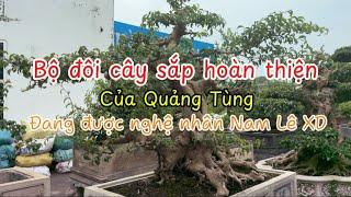 Bộ đôi tác phẩm của Quảng Tùng đang được nghệ nhân Nam Lê xây dựng . #namlebonsai #bonsai