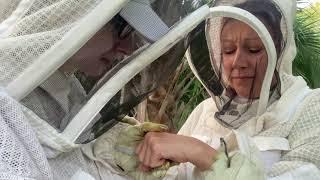 Bees. Bee Venom Therapy. Apitherapy. Rheumatoid Arthritis. Polish Beekeeper. Beekeeping. Florida.USA