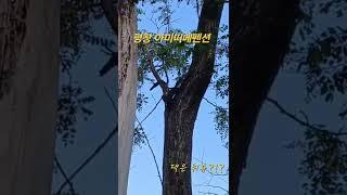 평창여행 평창펜션 청설모 시골여행 촌캉스 힐링여행 아미띠에펜션 강원도여행 평창가볼만한곳 #평창여행 #평창펜션추천 #평창가볼만한곳 #여행 #청설모