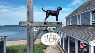 The Black Dog: The story behind the beloved Massachusetts company