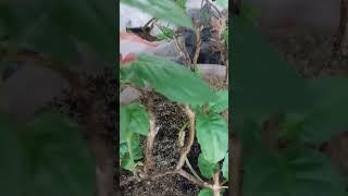 Обязательная весенняя процедура доя фуксий