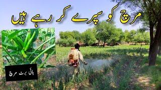 Pakistan Village Life | Daily Routeen Worke | Waseeb Explore