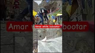 white kabootar Amaranth #amarnathyatra #amarnathyatra2023 #amarnath #holycave #bababarfani #baltal