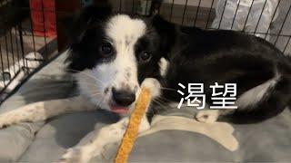 小狗吃零食