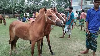 Big Big Strong Horse Videos  |  Village Horse Market Tulshipur Hat Bangladesh | Bipul Agro BD