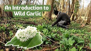 Wild Garlic - An introduction