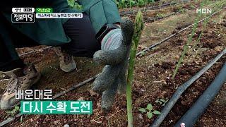 아스파라거스 농부의 첫 수확기! MBN 210421 방송