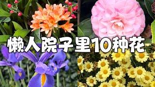 此时此刻我院中的10种花，看花的心情真治愈呀