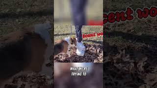 Unruly Beagle Training  Mastering Scent Work with Barking Techniques