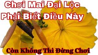 Mai đại Lộc và những điều cần phải biết khi chơi