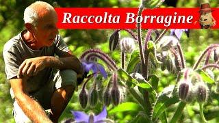 La Raccolta della Borragine