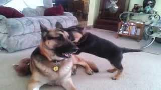 German shepherd puppy playing with dad