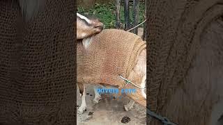 goat and coat #bdvets