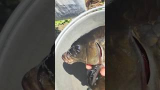 Big Katla Fish in Small Pond #fishing #viralshorts  #trendindshorts #shortsviral #toptrending