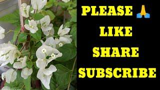 #Bogainvellia#Gardening with geet kumar English/hindi # Shorts