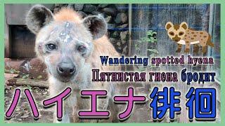 【１駅分の癒し】【4K】ハイエナ徘徊　Пятнистая гиена бросит Wandering spotted hyena