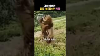 호랑이를 따라다니는 사자, 야생에서는 절대 불가능한 상황