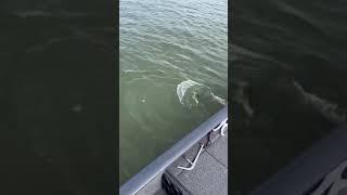 Dan Cheney Reservoir Flathead