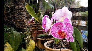 ORQUIDÁRIO EM PALMEIRA DOS ÍNDIOS - AL