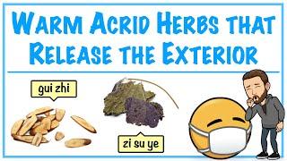 Warm Acrid Herbs that Release the Exterior | HERBOLOGY 1 REVIEW