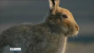 Wildlife flourishes in bog since end of turf-cutting