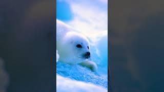 Harp Seals (Clip-1)