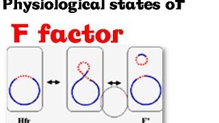 F plasmid | F+ F- F prime and hfr