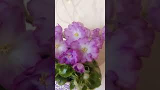 АВ-Девочка с Севера. #Фиалка, #фиалки, #цветы, #сад, #комнатныерастения, #дача, #огород, #сенполия.