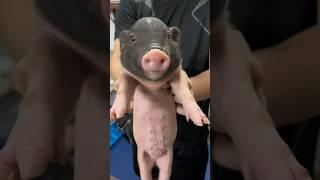 Cutest Piggy  #viral #viralvideo #short #pig #pigfarmvideo #animal #boar #piggy #piglet #babypig