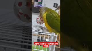 공놀이 좋아하는 파인애플코뉴어  #birds #parrot #파인애플코뉴어 #공놀이하는 앵무새 #앵무새