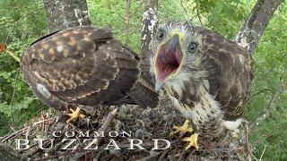 Birds of prey - BUZZARD nest with chicks