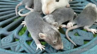 Black Eyed Marten rat dad with his babies