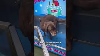 Christmas bath! | Ollie & Tato’s advent calendar day 20