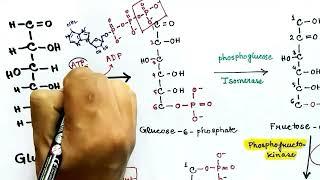 Glycolysis (English) | Carbohydrate Metabolism | by Snigdha Goswami