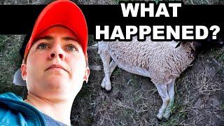 A ROUGH MONTH ON THE FARM   | How I Treat Anemia in my Sheep Dorper Sheep Farming on Pasture