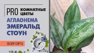 Аглаонема Эмеральд Стоун неприхотливое комнатное растение с красивыми листьями. Обзор сорта.