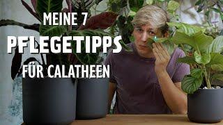 Die 7 BESTEN Pflegetipps für deine Calathea / Goeppertia 🪴