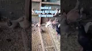 Exotic Pigeons for Sale - Nelson Loft