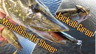 Megabass Ito Shiner и Jackall Giron делают рыбалку. Сплав по осенней реке.