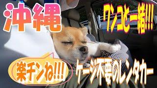 心地いいレンタカーここにあるよ。【沖縄旅行】【犬】【ペット可】【ケージ不要】【レンタカー】