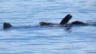 Transient and Southern Resident Killer Whales in the Salish Sea