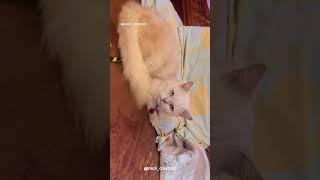 #catfunvideos #catslove #shorts #fun #catslife