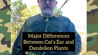 Plant Series: Major Differences Between the Cat’s Ear and Dandelion Plants