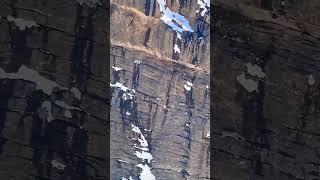 Snow leopard runs on cliff 🫡 #shorts #snowleopard #wildlife #ytshorts #amazing