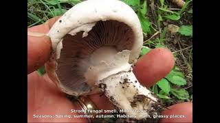 Agaricus bitorquis. Champimaginatis. English Text.