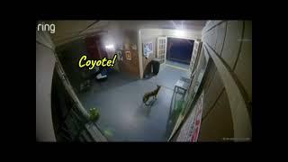 The Ring -- Coyote on the Front Porch!  A Big One!