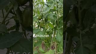 Режу листья  #теплица #томаты #помидоры #листья #урожай #garden