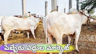 pebbair ox market-ongole bulls market-rk bulls channel-ongole cow breeders-bulls market in telangana